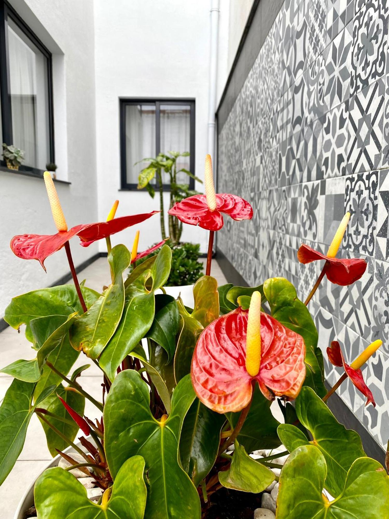 Iris House Al Azores Понта-Делгада Экстерьер фото